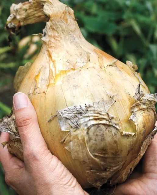 Onions — Storage, Kelsae Heirloom